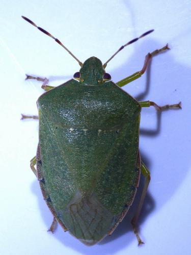 Nezara viridula
